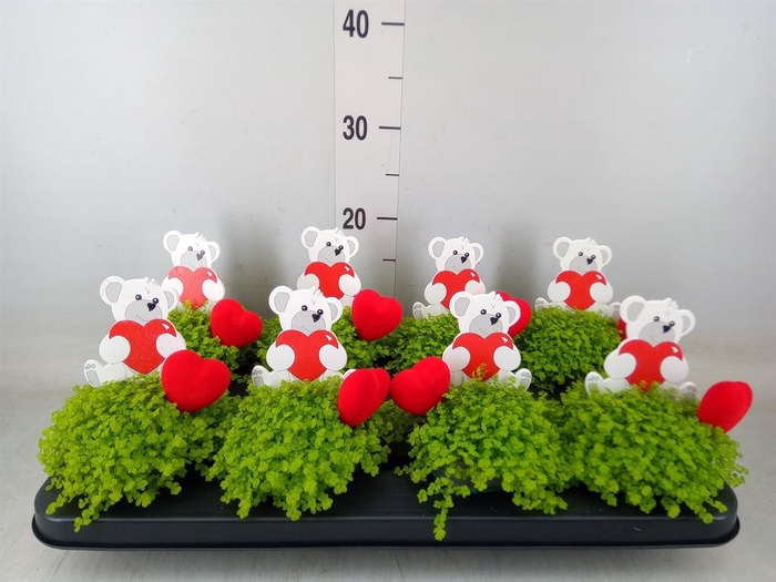 <h4>Soleirolia soleirolii 'Aurea'</h4>