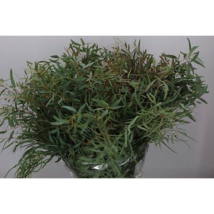 Euca Nicolii 300gr