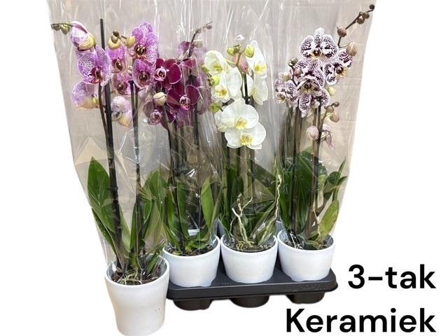 <h4>Arr Phala Mt 14+</h4>