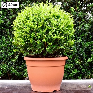 Buxus microphylla 'Faulkner' 40cm bol