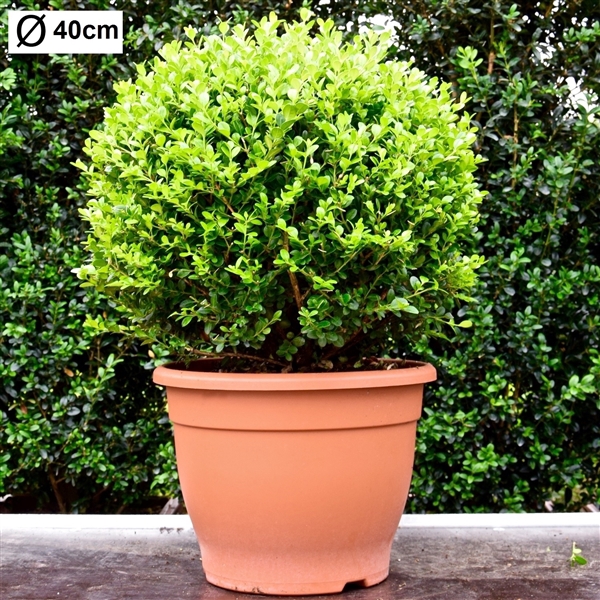 <h4>Buxus microphylla 'Faulkner' 40cm bol</h4>