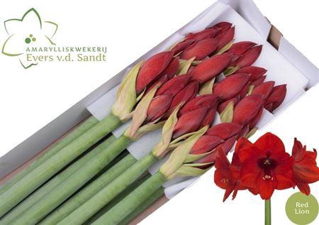 <h4>Hipp Ga Red Lion</h4>