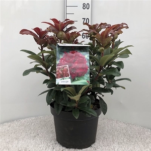 Rhodo. 'Moser's Maroon' dark red