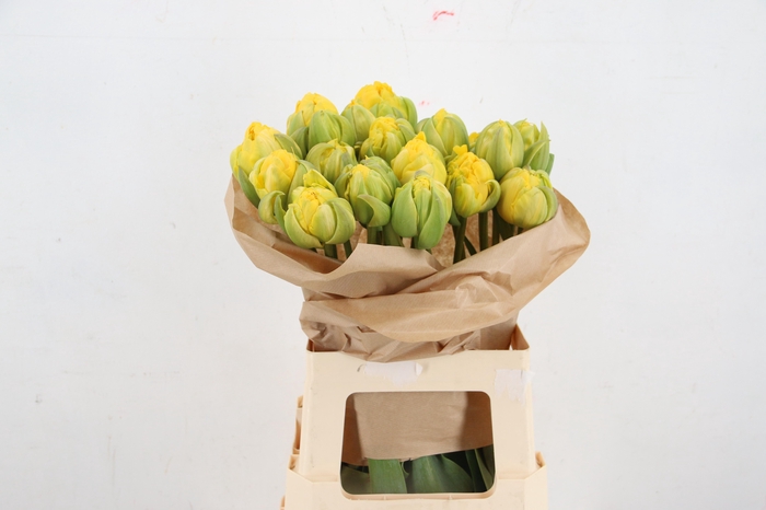 <h4>TU DU VANILLA COUP</h4>