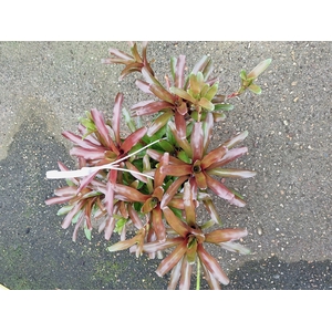 Neoregelia overig