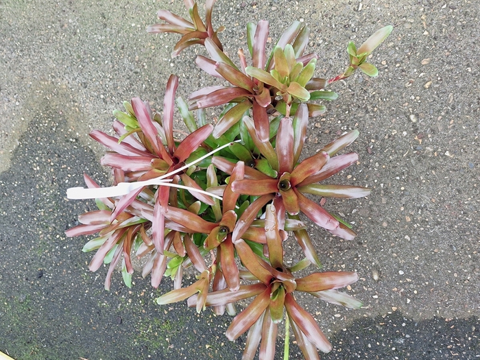 <h4>Neoregelia overig</h4>