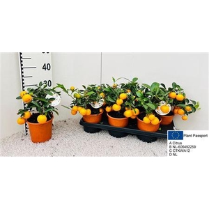 Citr Microcarpa 5 Fruits
