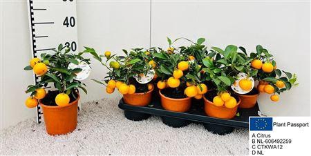 <h4>Citr Microcarpa 5 Fruits</h4>