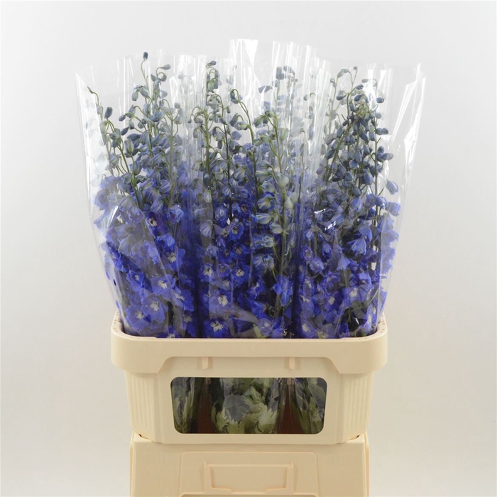 <h4>Delphinium Navy Blue</h4>