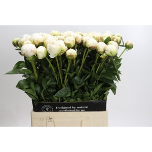 Paeonia Bowl Of Cream