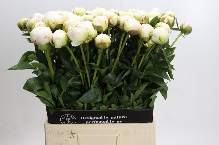 <h4>Paeonia Bowl Of Cream</h4>