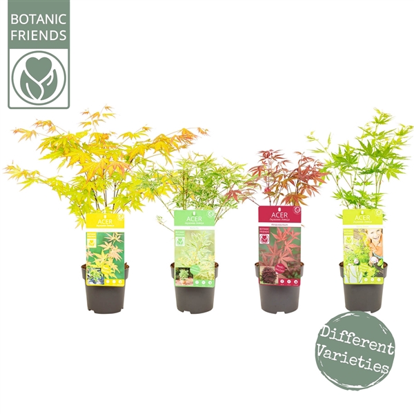 <h4>Acer palmatum 'Diverse Mix'</h4>