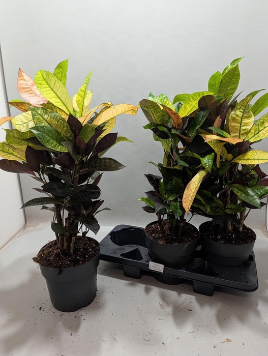 <h4>COD KL MRS ICETON</h4>