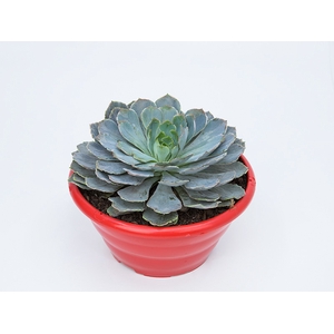 ECHEVERIA SHAVIANA C21