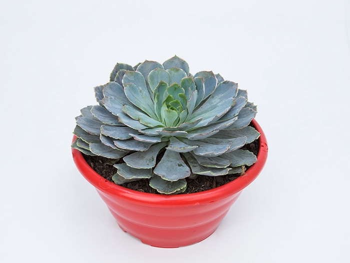<h4>ECHEVERIA SHAVIANA C21</h4>