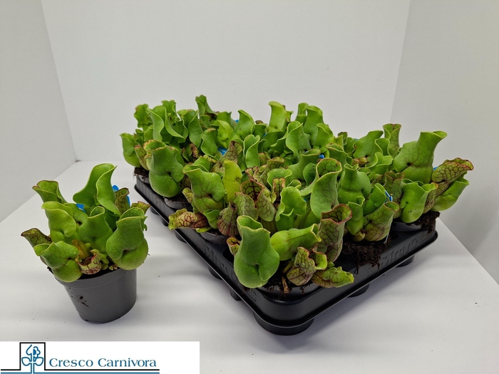 <h4>Sarracenia Ov</h4>