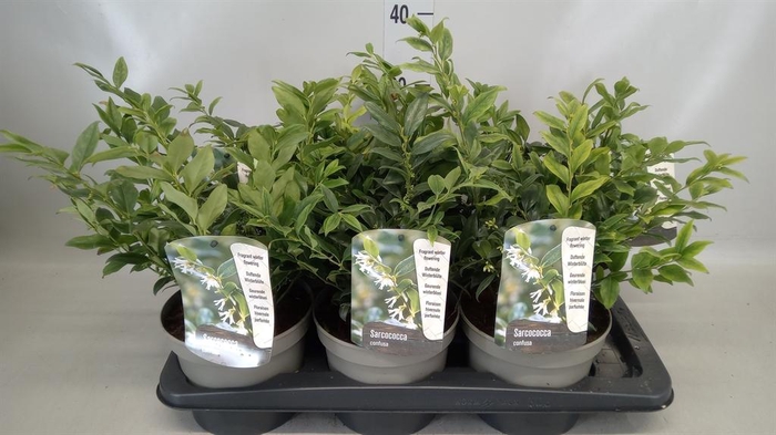 <h4>Sarcococca confusa</h4>
