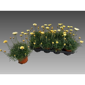 RHODAN H ZAGORA YELL