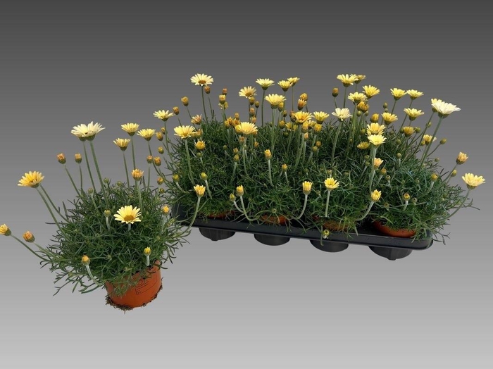 <h4>RHODAN H ZAGORA YELL</h4>