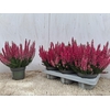 Callu Bl Sabella