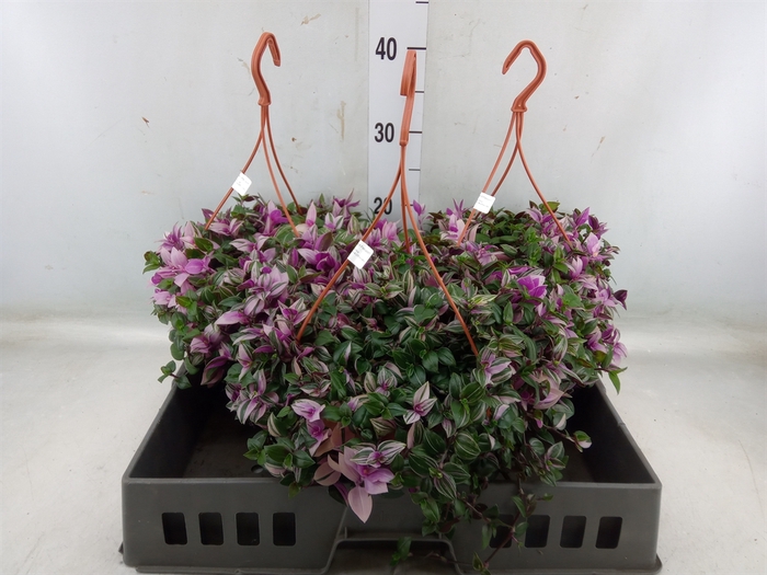 <h4>Tradescantia flum. 'Quadricolor'</h4>