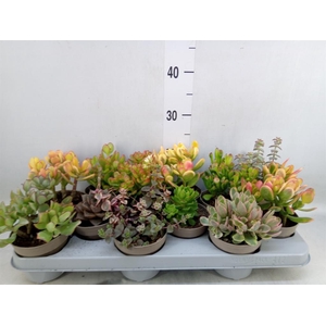 Crassula   ...mix