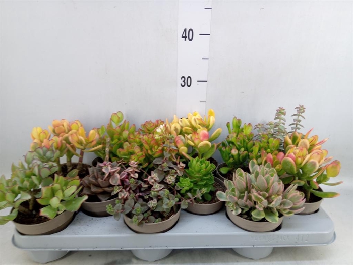 <h4>Crassula ...mix</h4>