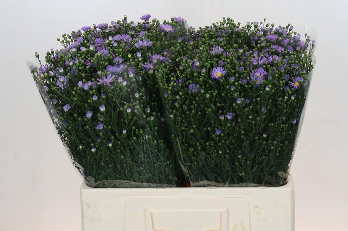 <h4>Aster Cassandra</h4>