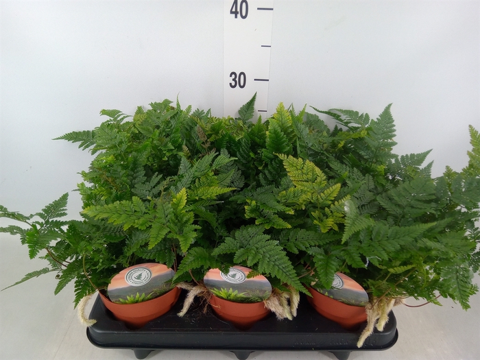 <h4>Humata tyermannii</h4>