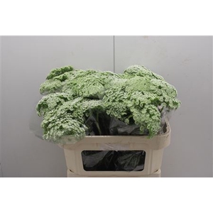 Ammi Majus Visnaga