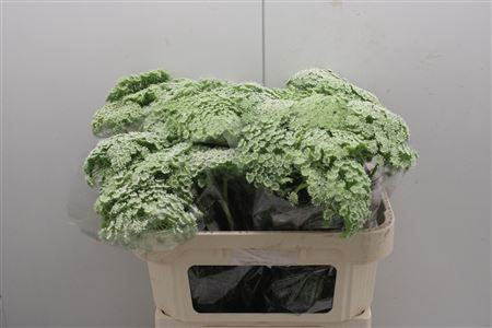 <h4>Ammi Majus Visnaga</h4>