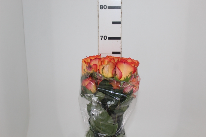 ROSA SKYFIRE 060 CM ESTUFA