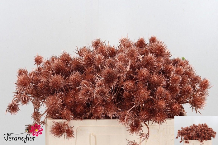 <h4>ERYN DOBIDA KLB H%</h4>