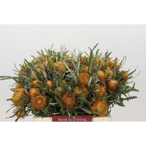 BANKSIA FORMOSA