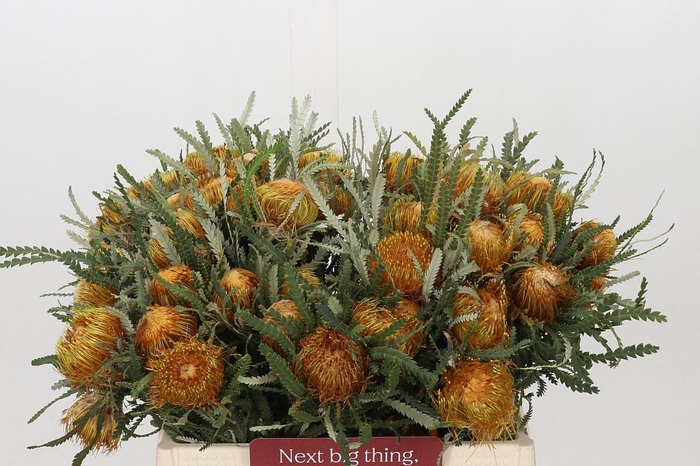 <h4>BANKSIA FORMOSA</h4>