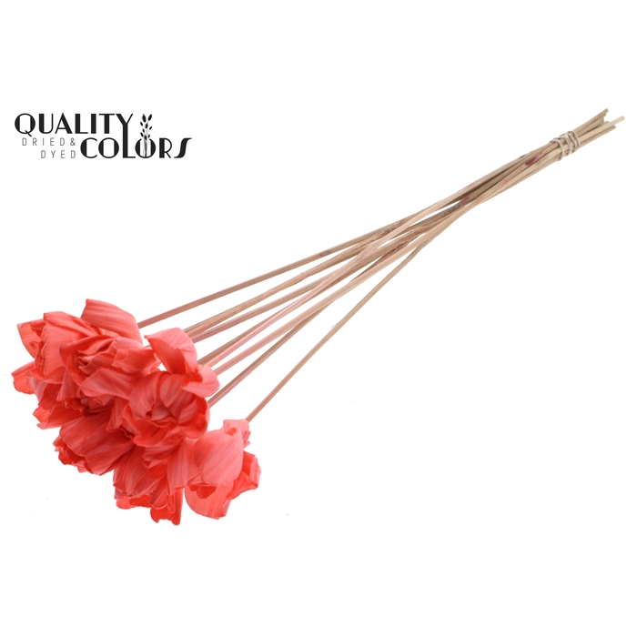 <h4>Shola Dear Holly 6cm on stem Coral</h4>