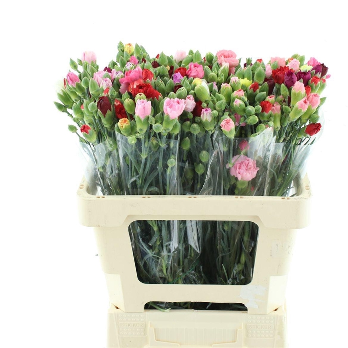 <h4>DI TR GEM IN BOS</h4>