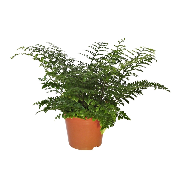 <h4>Asplenium Parvati</h4>