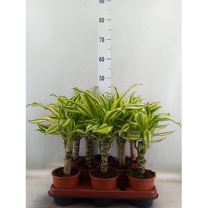 Dracaena frag. 'Yellow Coast'