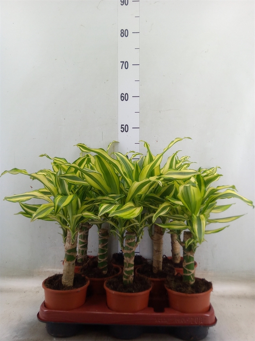 <h4>Dracaena frag. 'Yellow Coast'</h4>