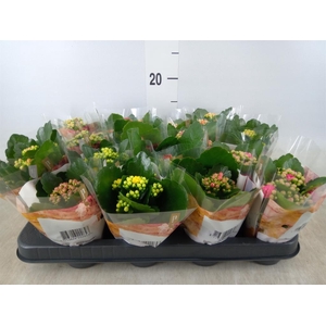Kalanchoe blos. 'RoyalDon'   ..mix