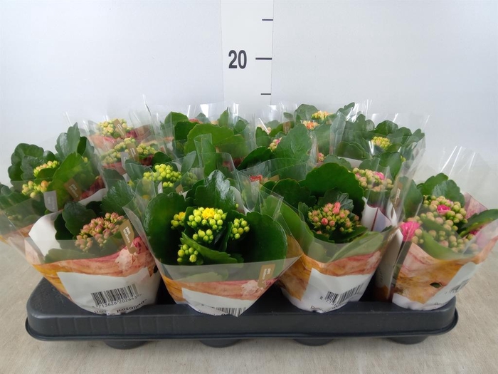 <h4>Kalanchoe blos. 'RoyalDon'   ..mix</h4>