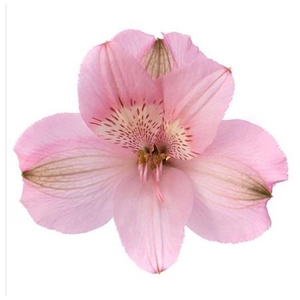 Alstr Intenz Pink
