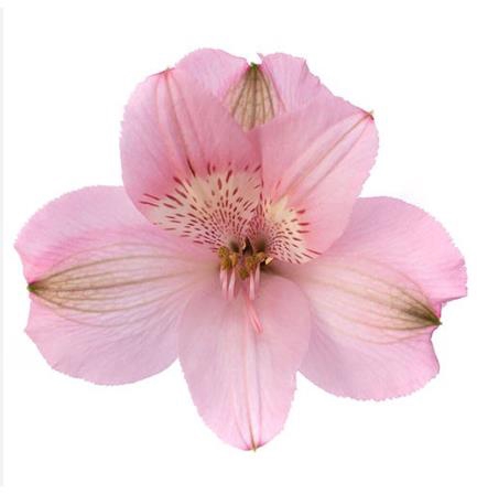 <h4>Alstr Intenz Pink</h4>