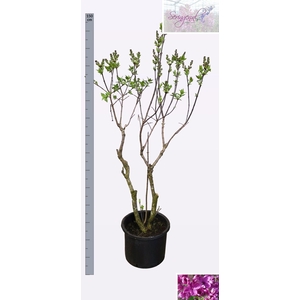 SYRI V AND AN LUDWIG