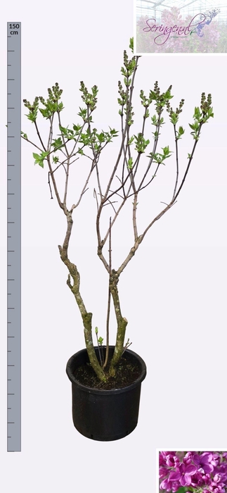 <h4>SYRI V AND AN LUDWIG</h4>