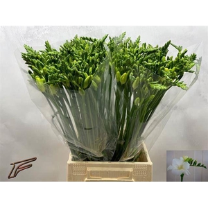 Freesia enk Ambiance