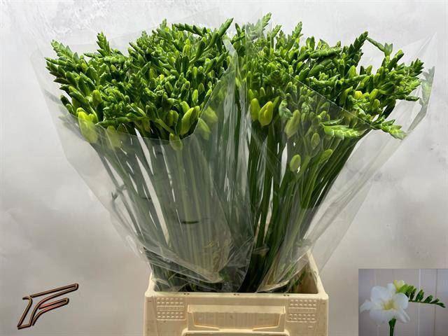 <h4>Freesia enk Ambiance</h4>