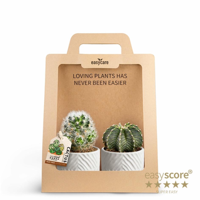 <h4>2-Pack Dune S Cactus P7</h4>