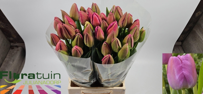 <h4>TU EN PURPLE PRIDE</h4>